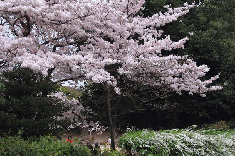Ｋ公園桜_005.jpg