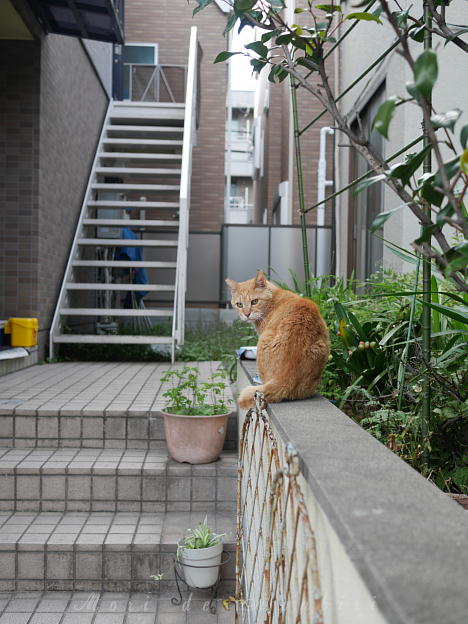 見返り猫2017.11.11