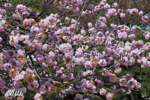 浜離宮恩賜庭園の八重桜