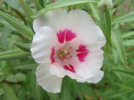ゴデチアの花 茄子の油淋ソース 静かな時が流れる 風の庭 楽天ブログ