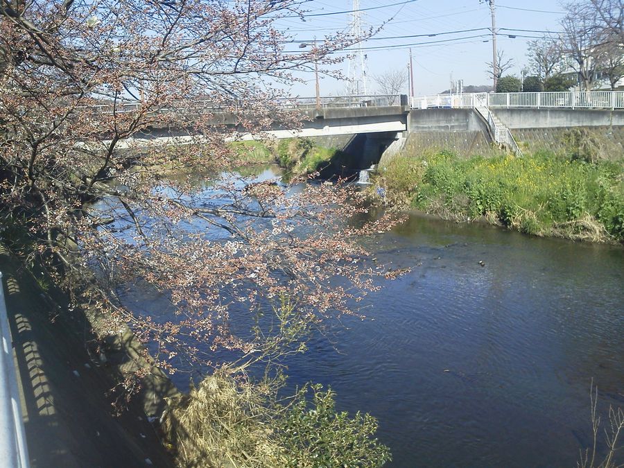 桜（引地川）