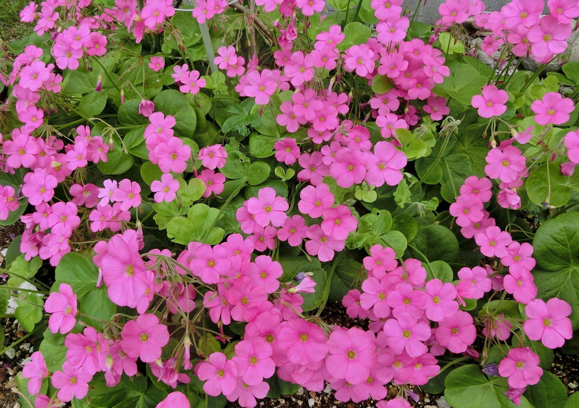 我家で咲くオキザリス４品種 だい のひとりごと 楽天ブログ