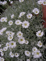 06-09花たち (5).JPG