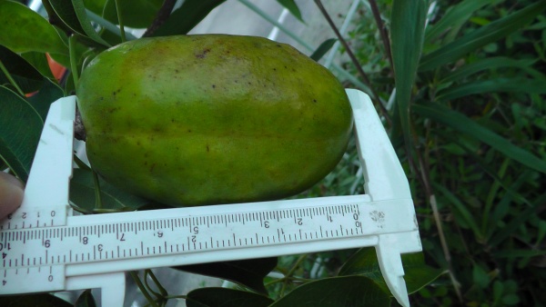 ９センチほどになったが、緑のままのムベの実