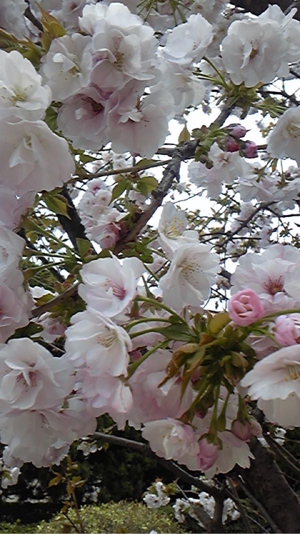 rblog-20160412195919-01.jpg