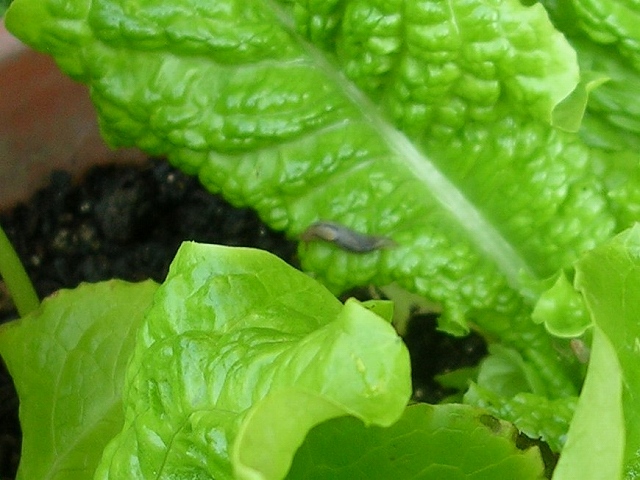 お庭菜っ葉