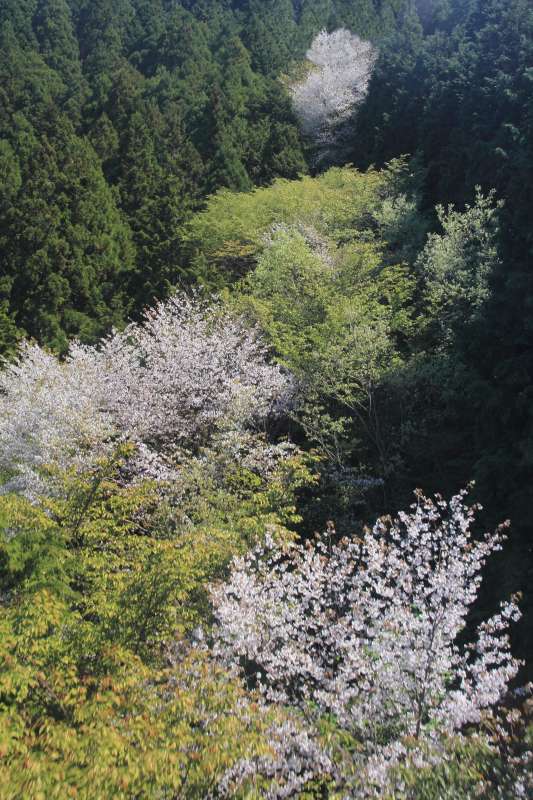 金剛山_003.jpg