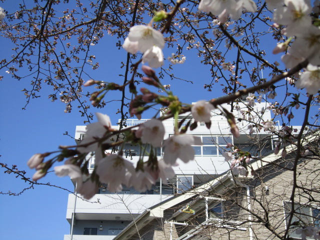 20120404サクラ2.jpg