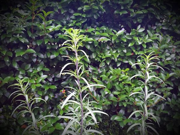 rblog-20160627205604-05.jpg