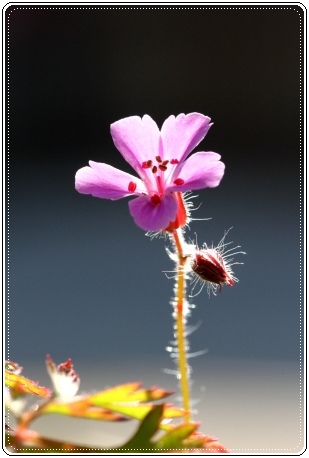 ヒメフウロ 13.4.27