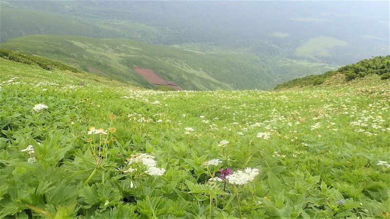 7月の山・・・大雪山系 富良野岳から三峰山・上ふらの岳 周回縦走 | 山歩きは好歩（スキップ）して四季折々・・・登山日和のFOOTMARK