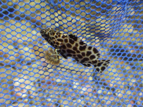 串本磯採集2017年8月中旬37　カンモンハタ（Epinephelus merra）あるいはモヨウハタ