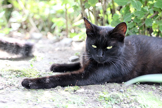 我が家のニャンコ♪2014/07/25-3