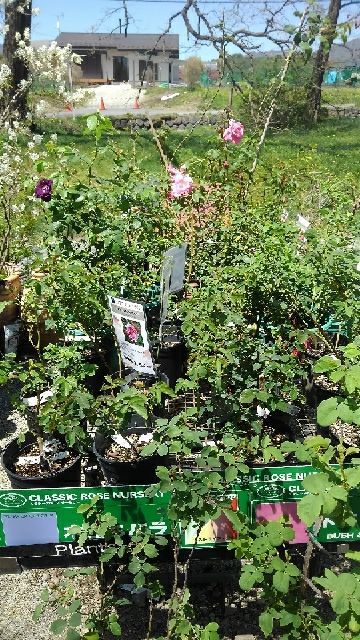 rblog-20180429121649-04.jpg