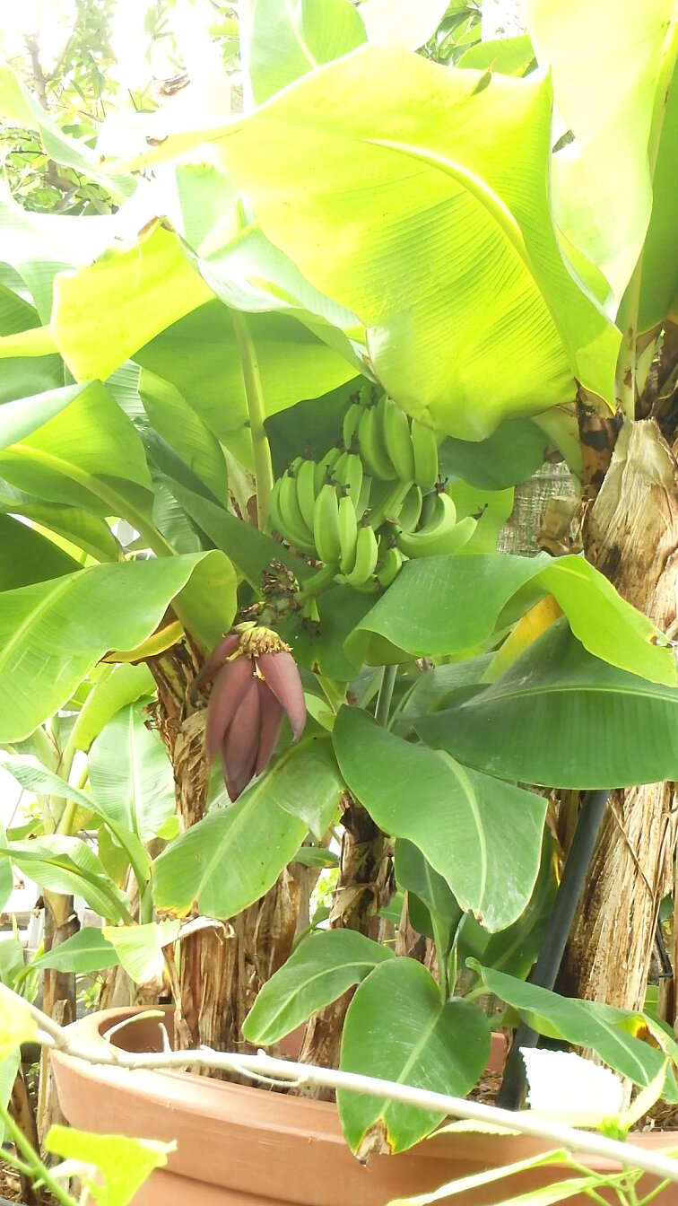 150914バナナの花.jpg