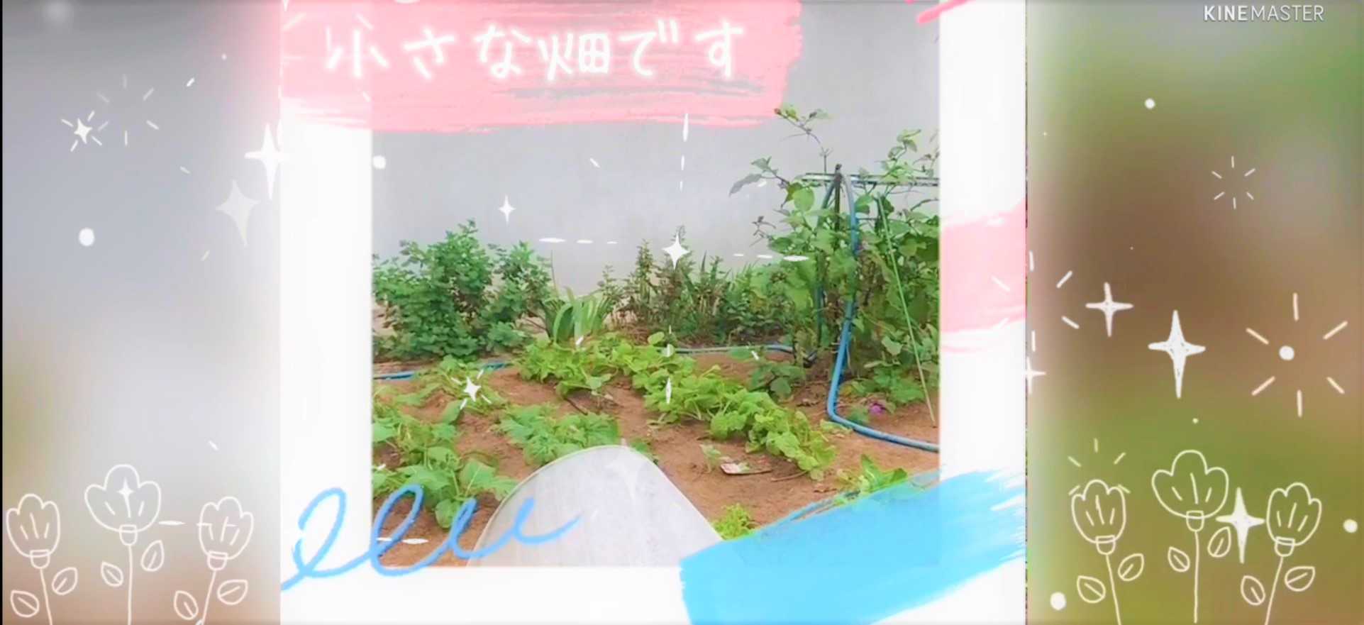 コモンセージと果実 小さな畑のアフタヌーンティー 古民家と小さな畑 楽天ブログ