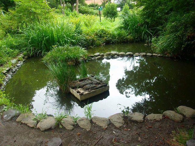 池.jpg