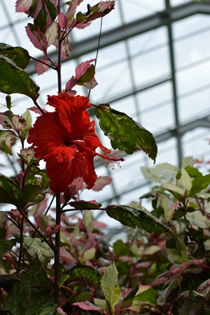 DSC_0037.JPG