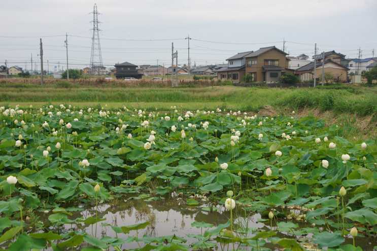 愛知県豊田市 花池 & 竹村駅 吾が徒然 楽天ブログ