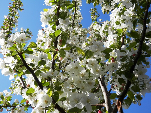 P4130327リンゴの花ﾌﾞﾛｸﾞ.jpg