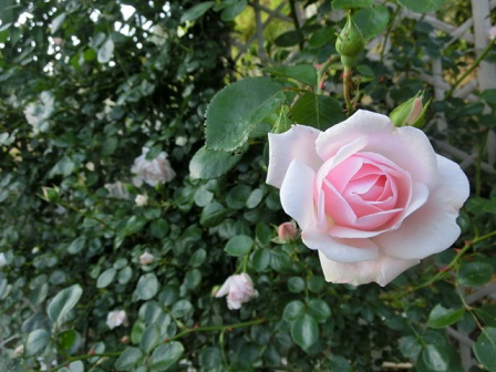 薔薇ニュードン