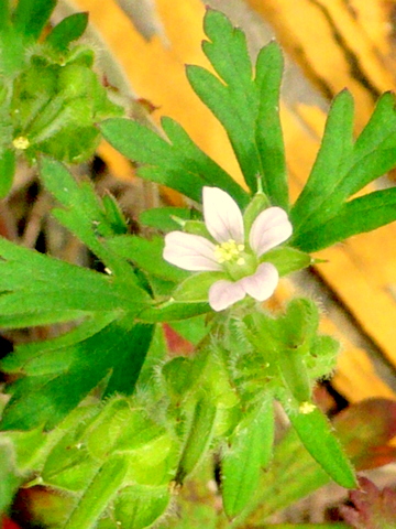 アメリカフウロの花