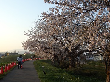 03_大野川沿い桜並木