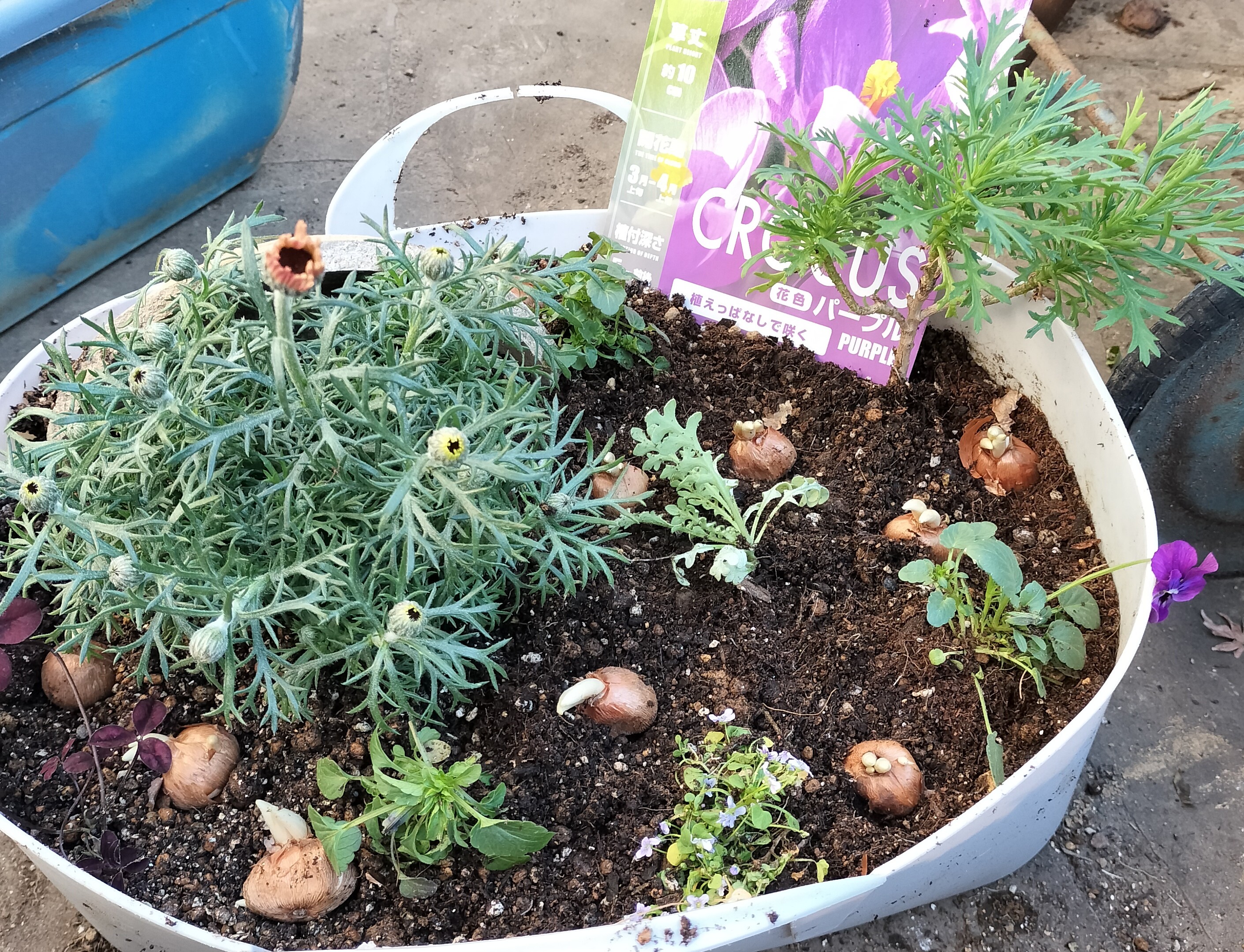 球根植物の寄せ植え | たねをまく日々 - 楽天ブログ