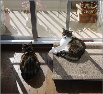 むぎ子我に帰る