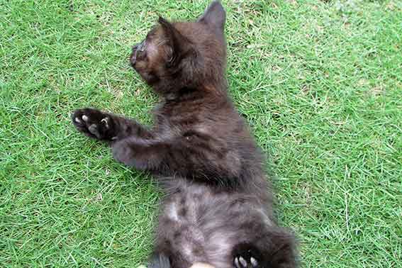 我が家のニャンコ♪2016/07/12-3