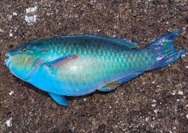 沖縄に行ってみたい パート2 浦郷直樹のお魚天国 楽天ブログ