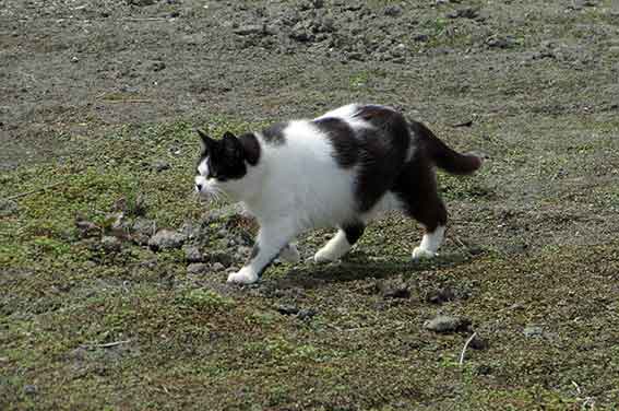 我が家のニャンコ♪2016/4/24-2