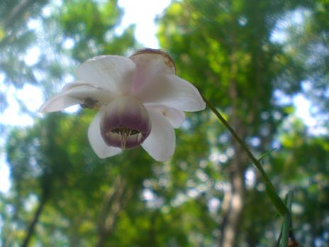 れんげしょうま