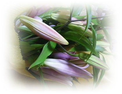 カサブランカの花