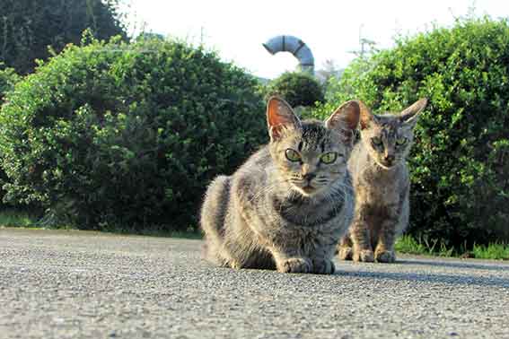 我が家のニャンコ♪15/09/06-2