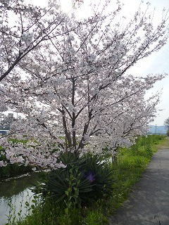 P1040150ss.jpg