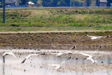 水鳥　4.26　2015