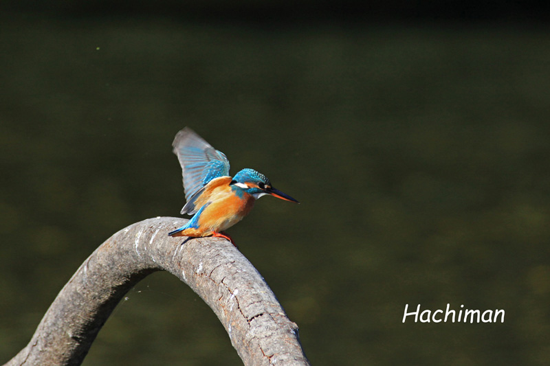 かわせみ１.jpg