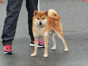 14ページ目の 展覧会 日本犬保存会 柴楽日記 楽天ブログ