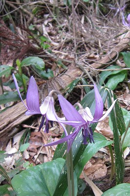 IMG_2867 トリミング.jpg