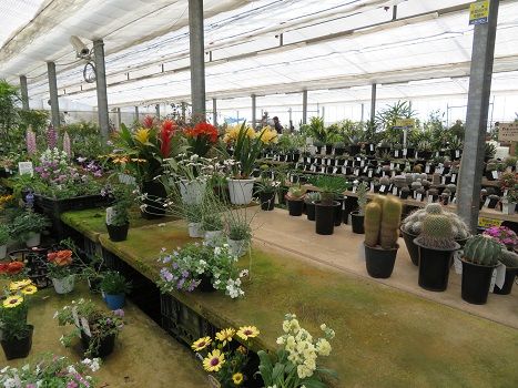 タンチョウソウ 大型園芸店へ 静かな時が流れる 風の庭 楽天ブログ