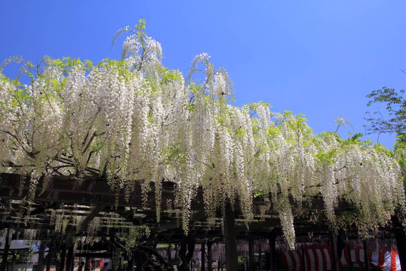 葛井寺の藤_004.jpg