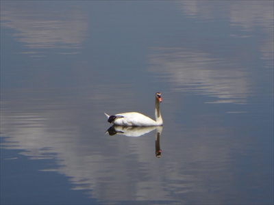 DSC00737_R.JPG