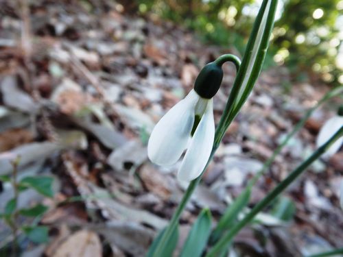 snowdrop4-b.jpg