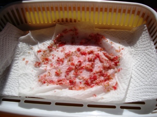 20120325 ichigo seed 5.jpg