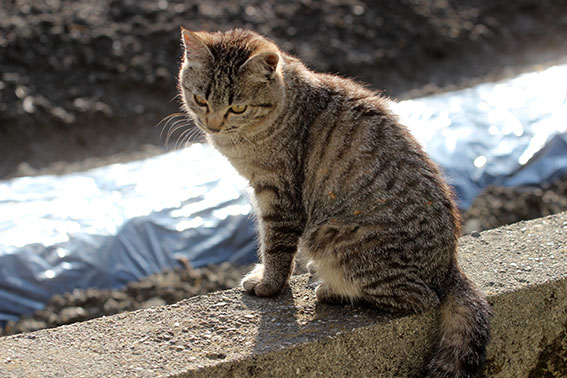 我が家のニャンコ♪2015/3/14-3