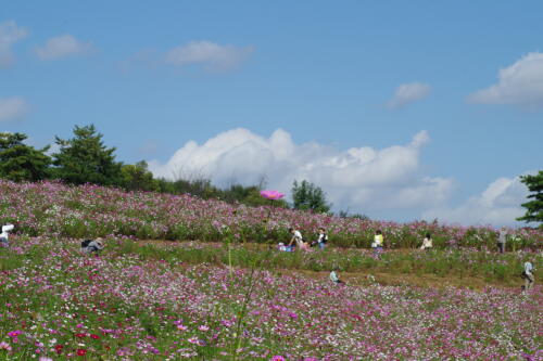 花の丘のコスモス