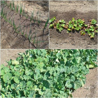 菜園