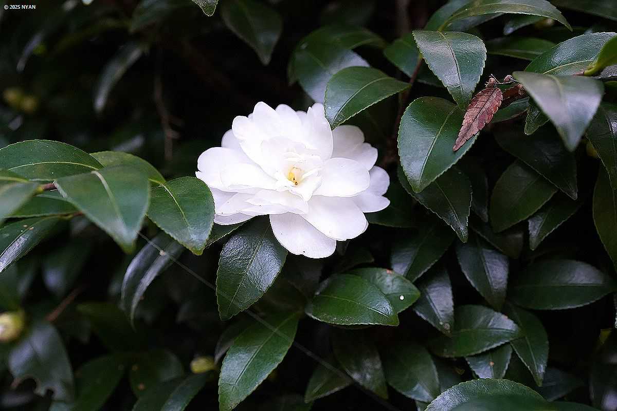 サザンカ（山茶花、ツバキ科）