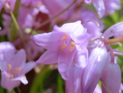 ピンクのツリガネスイセン